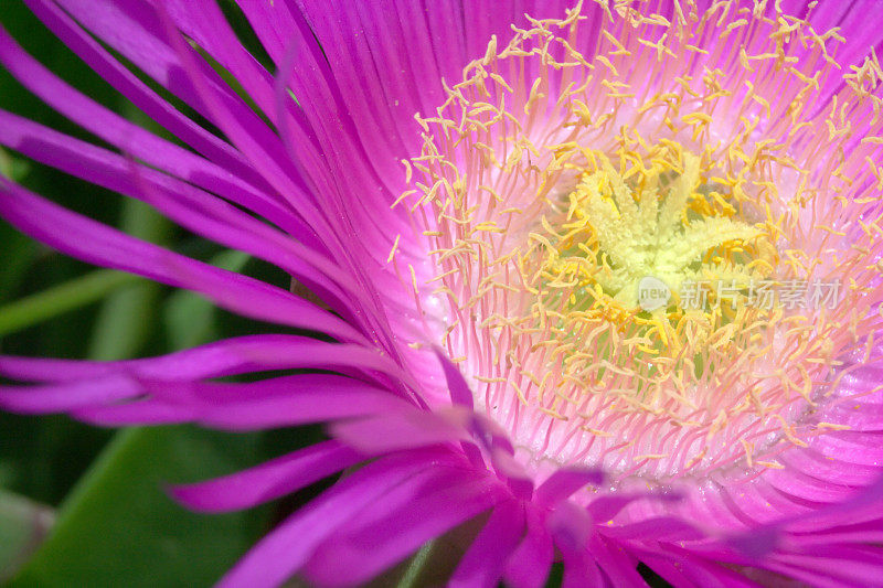 粉红色的霍屯朵花。Carpobrotus Alinaciformis)